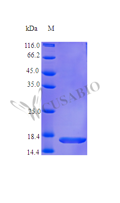 CSB-AP002201HU