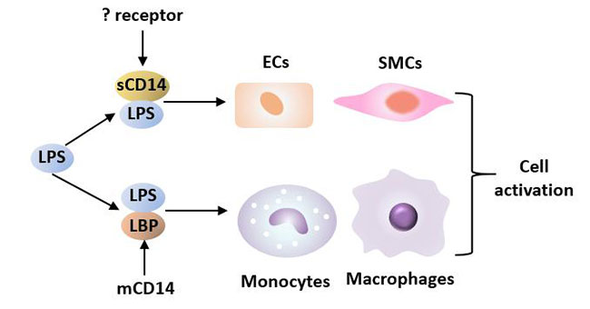 LPS與LBP、CD14相互作用誘導(dǎo)細(xì)胞活化