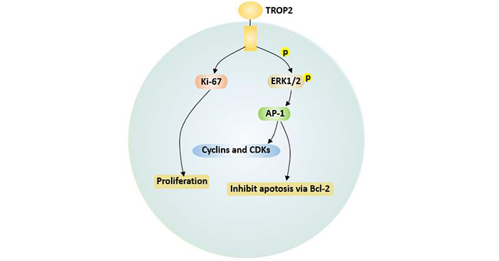 TROP2介導(dǎo)的細(xì)胞凋亡和增殖信號(hào)