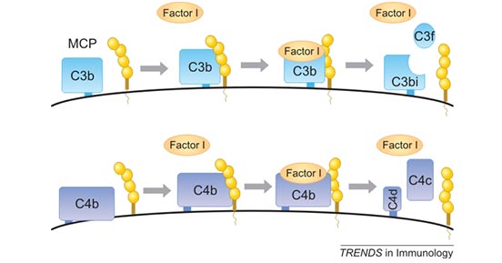 CD46 is a cofactor for the serine protease factor I to cleave C3b and C4b