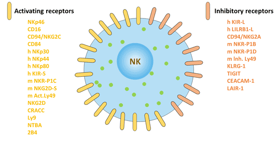 自然殺傷細(xì)胞的表面標(biāo)記：激活受體和抑制受體