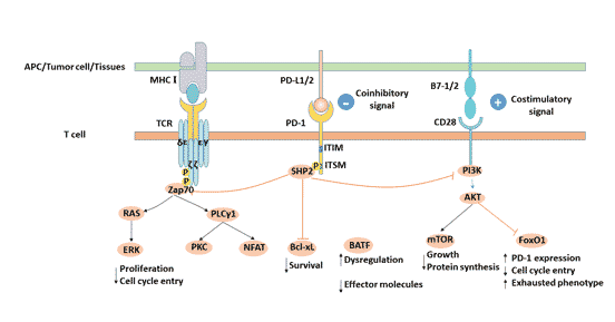 PD-L1/PD-1信號通路