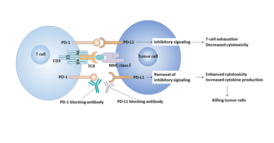 PD-1/PD-L1信號通路與腫瘤的關(guān)系