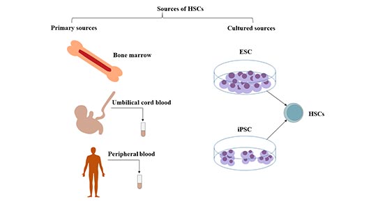 造血干細胞的來源