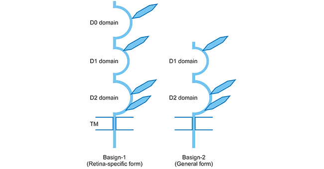 Schematic presentation of two BSG isoforms