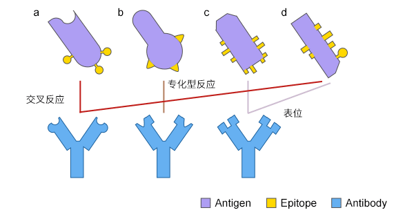 抗體在兩種不同抗原之間的交叉反應(yīng)