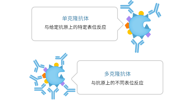 單克隆抗體和多克隆抗體的主要區(qū)別