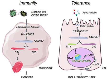 GSDMD分子在不同的細胞中呈現(xiàn)雙重免疫特性：對抗病原體，在細胞膜上形成孔穴，參與免疫激活；對食物抗原，進入細胞核，參與轉(zhuǎn)錄，從而誘導(dǎo)免疫耐受