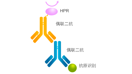 二抗的作用機(jī)制