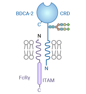 CLEC4C/BDCA-2和其他含有C型CRD的2型跨膜受體的結(jié)構(gòu)