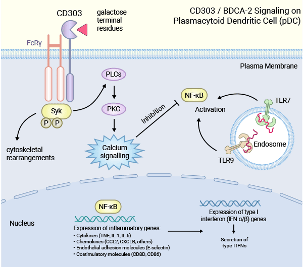 CLEC4C/BDCA-2在漿細胞樣樹突狀細胞（pDC）免疫反應(yīng)中的負向調(diào)控機制