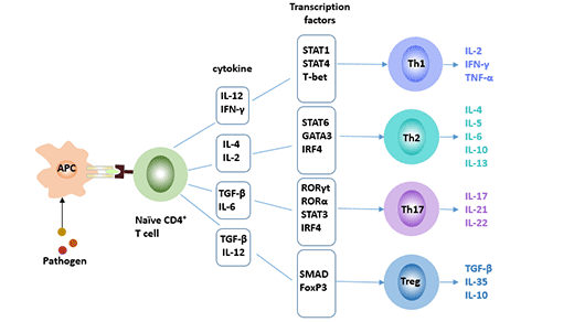 CD4+ T細胞的四個亞群