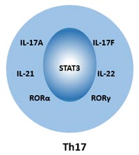 Th17細胞的細胞標記