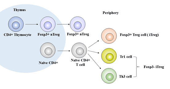 Treg細(xì)胞的發(fā)育