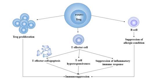 Treg細(xì)胞的免疫抑制