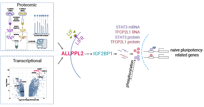 ALPG在原始態(tài)多能性建立和維持中的機(jī)制