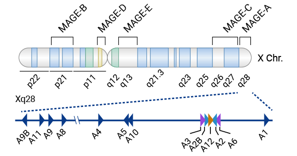 MAGE-As亞家族主要位于X染色體q28區(qū)域