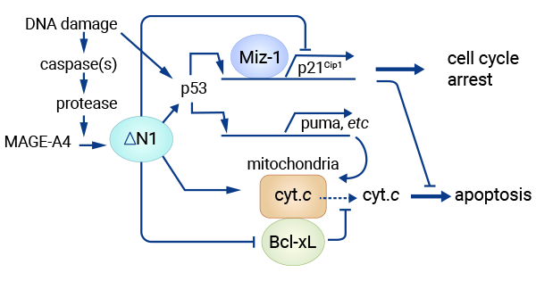 MAGE-A4和Miz-1部分結(jié)合可誘導(dǎo)P53-依賴和P53-非依賴的獨(dú)立機(jī)制