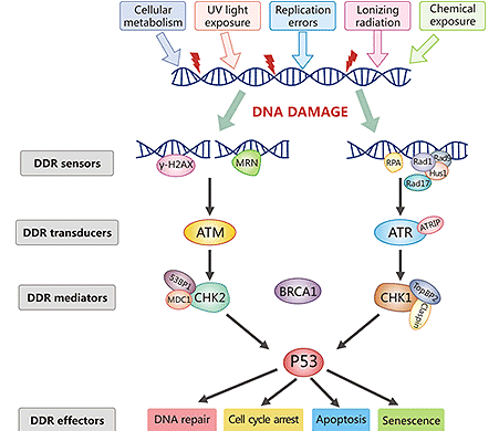 DNA損傷應(yīng)答信號通路