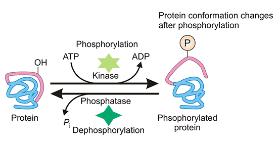 蛋白質(zhì)的磷酸化