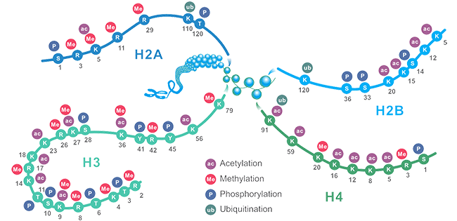 常見組蛋白修飾位點