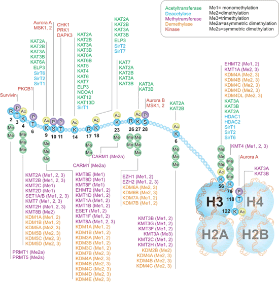 組蛋白H3的編寫者和清除者互動(dòng)途徑