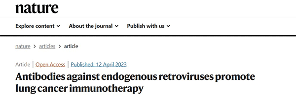 Antibodies against endogenous retroviruses promote lung cancer immunotherapy