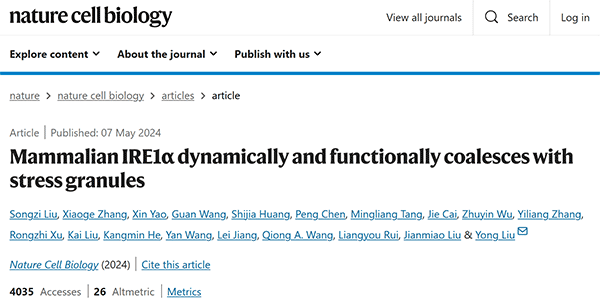 Mammalian IRE1α dynamically and functionally coalesces with stress granules