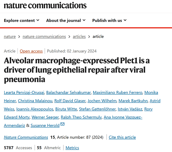 Alveolar macrophage-expressed Plet1 is a driver of lung epithelial repair after viral pneumonia