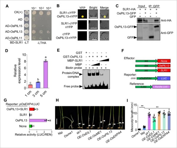 SLR1抑制OsPIL13對(duì)OsEXPA4的轉(zhuǎn)錄激活