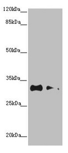 CSB-PA874802ESR2HU