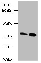 CSB-PA006192ESR1HU