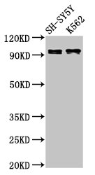 CSB-PA012091LA01HU