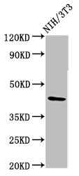 CSB-PA019440LA01HU