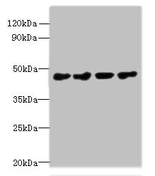 CSB-PA856972LA01HU