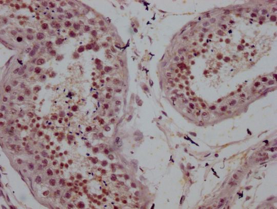 CSB-MA999605-IHC-2