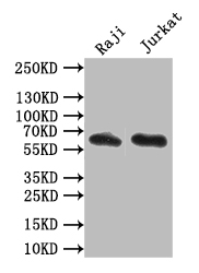 CSB-RA004888MA1HU WB