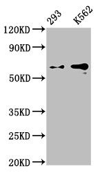 CSB-RA009705A0HU WB