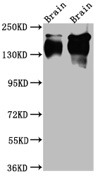 CSB-RA202683A0HU