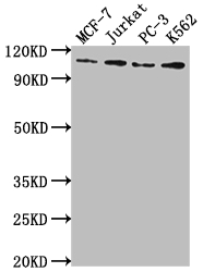 CSB-RA222329A0HU