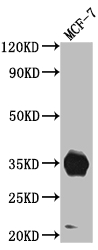 CSB-RA225697A0HU