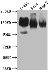 CSB-RA279866A0HU