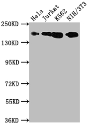 CSB-RA696677A0HU