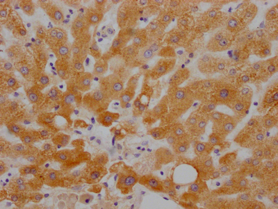 CSB-MP896537HU IHC