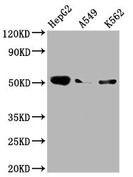 CSB-RA923075A0HU