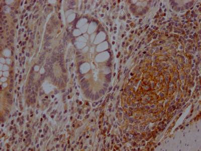 CSB-RA978310A0HU IHC