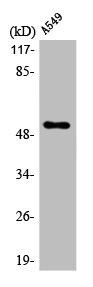 CSB-PA003183