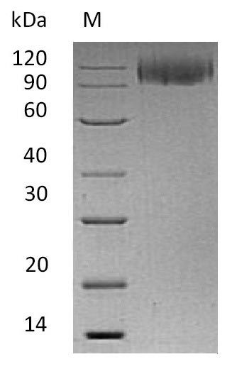 CSB-AP005091HU