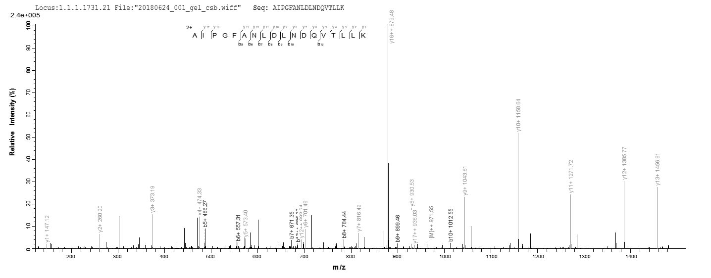 CSB-BP018421HU