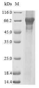 CSB-BP018421HU